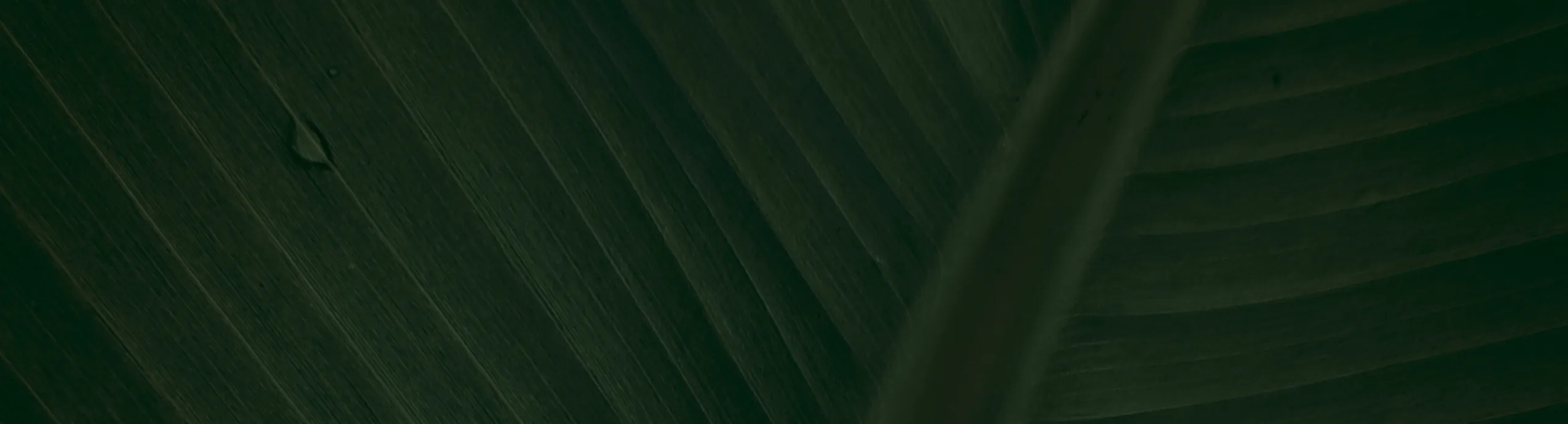 hero-image_optimized Lion Head Embroidery Design – Premium Chest Logo for Nigerian Caftan